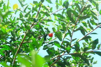 Low angle view of tree