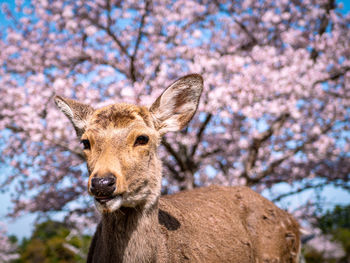 Close-up portrait of a deer