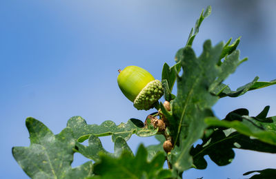 Low angle view of fresh green plant against blue sky