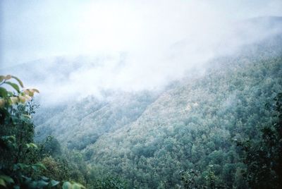 Trees in forest against sky