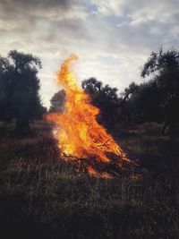 Bonfire on field by trees against sky