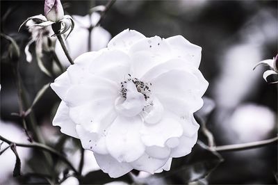 Close-up of white flowers blooming outdoors