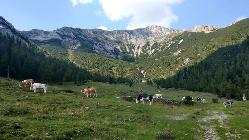 View of cows grazing on landscape