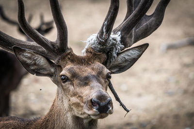 Close-up of deer