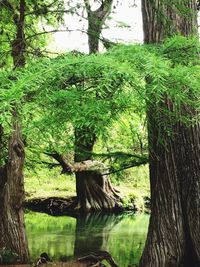 Trees by lake in forest