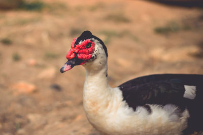 Close-up of a duck