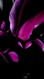 Close-up of pink flowers