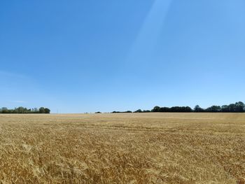 Scenic view of field against clear blue sky