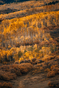 Scenic view of forest during autumn