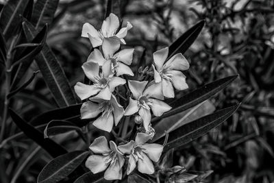 Close-up of flowers blooming outdoors