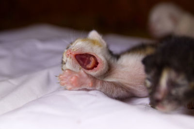 Close-up of kitten sleeping on bed