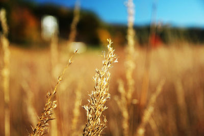 Close-up of stalks in field