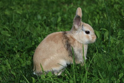 Close-up of rabbit  on field