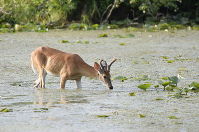 Side view of deer standing in marshy lake