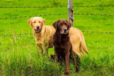 Portrait of dog on field