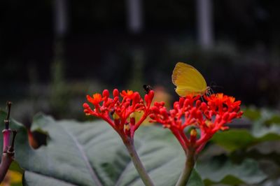 Close-up of butterfly on flowers