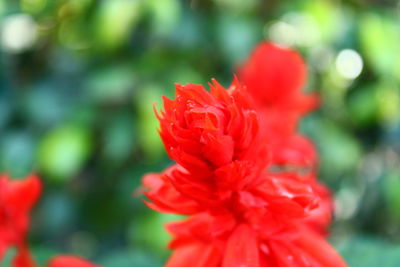 Close-up of red flower