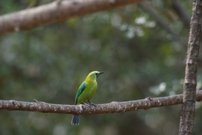 Close-up of bird perching on branch
