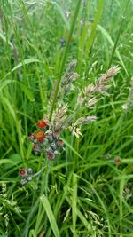 Close-up of insect on plant