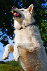 Close-up of dog