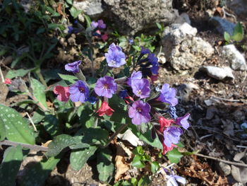 High angle view of purple flowering plants