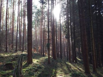 Sun shining through trees in forest