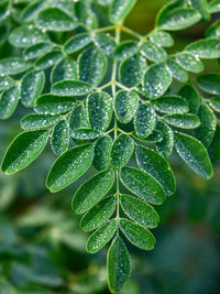 Close-up of wet plant leaves