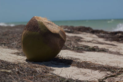 Coconut in yucatan beach