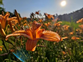 Close-up of orange lily