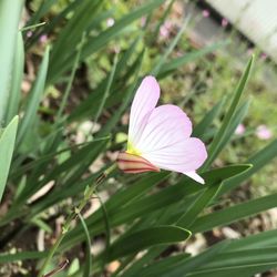 Close-up of purple crocus flower