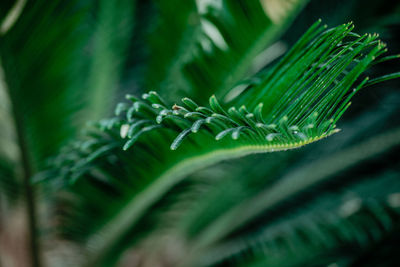 Close-up of fern leaves