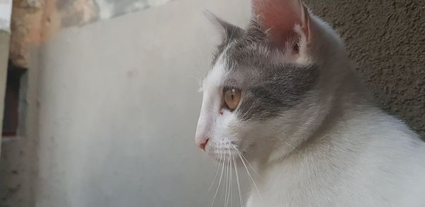 Close-up of a cat looking away