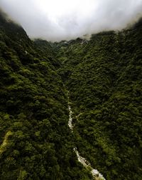 Scenic view of forest against sky