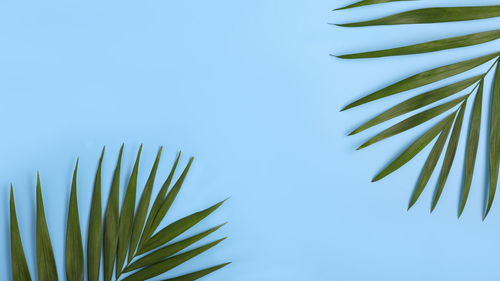 Low angle view of palm tree against clear blue sky