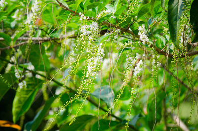 Close-up of fresh green plants