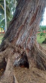 Close-up of tree trunk