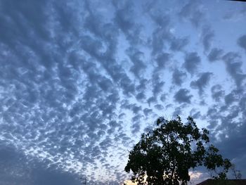 Low angle view of tree against sky