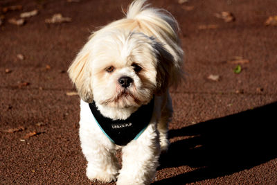 Close-up of dog