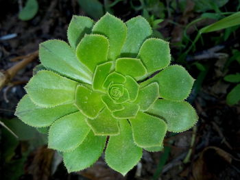 High angle view of wet plant on field