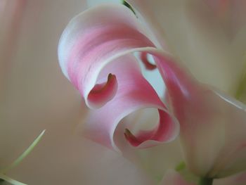 Close-up of pink rose flower