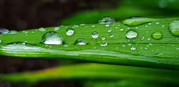 Close-up of raindrops on green leaves