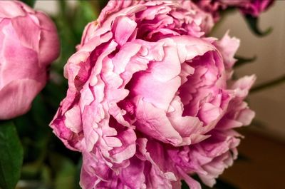 Close-up of pink roses