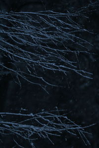 Full frame shot of dry plants on snow covered land