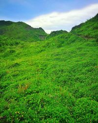 Scenic view of green landscape against sky