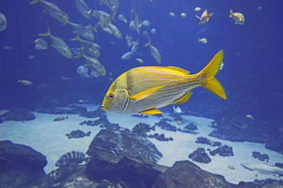 Fish swimming in sea