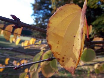 Close-up view of yellow leaf