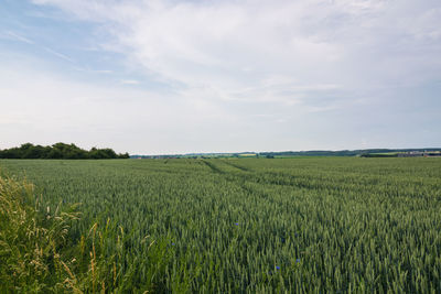 Scenic view of agricultural field against sky