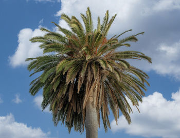 palm tree
