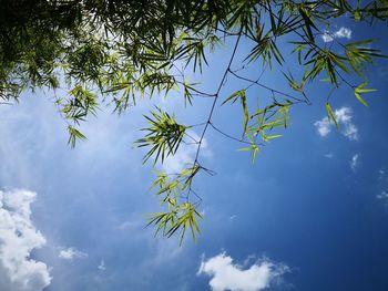 Low angle view of tree against sky