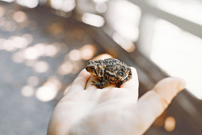 Cropped hand of person holding frog